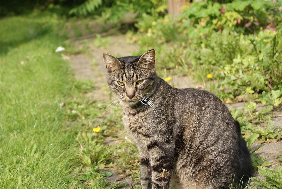 Huskat Buddha - Velkommen til Buddhas profil! :D billede 1