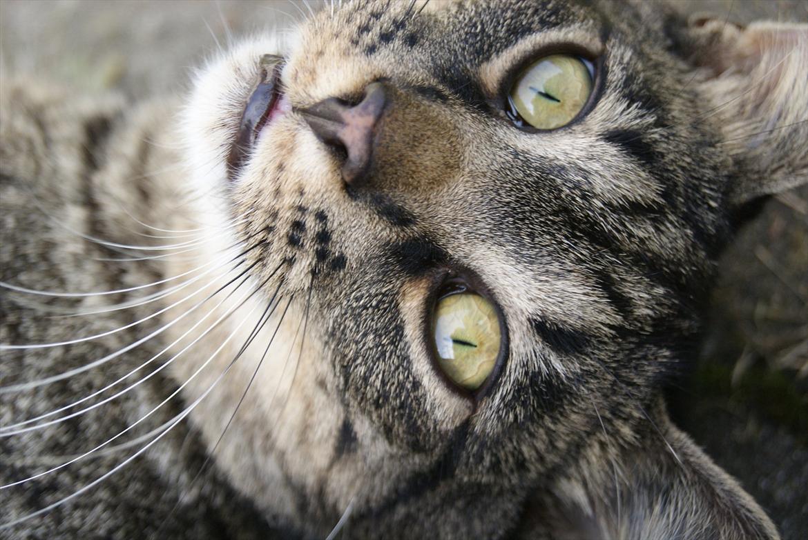 Huskat Buddha - :-o <3 billede 7