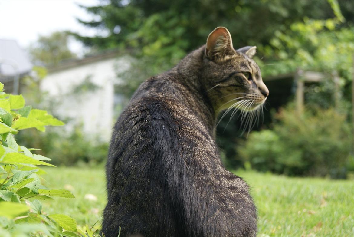 Huskat Buddha billede 5