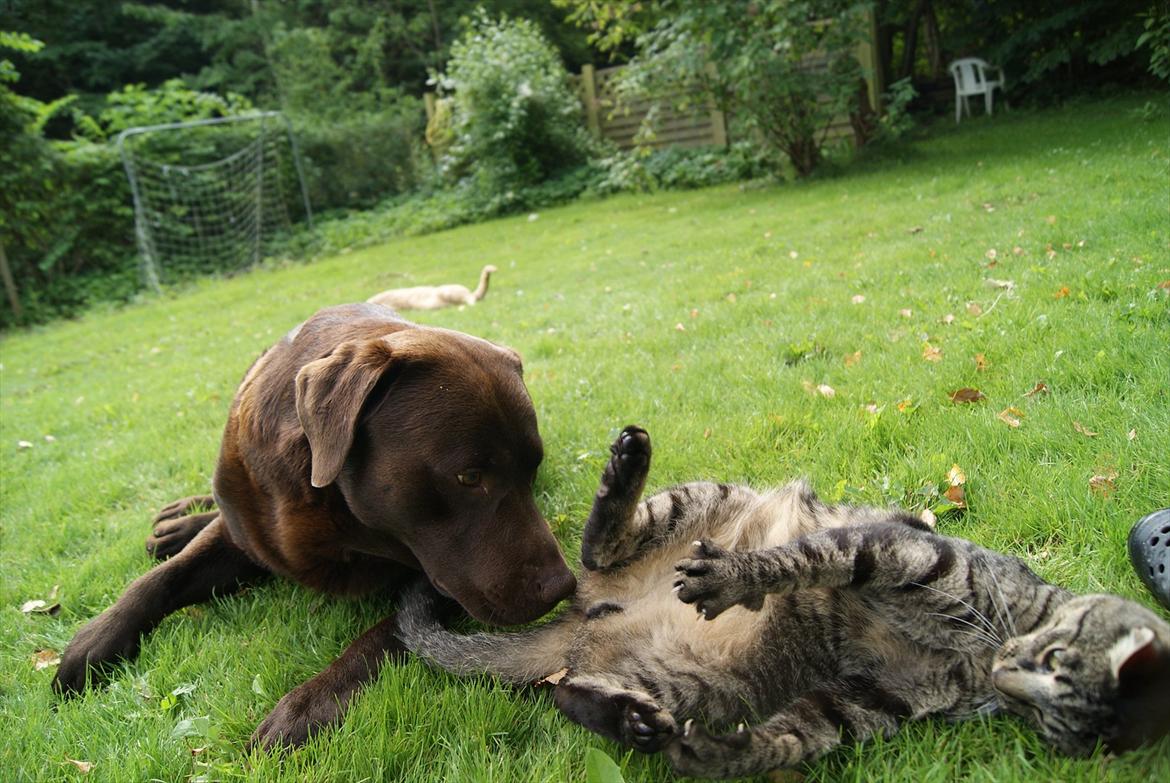 Huskat Buddha billede 8