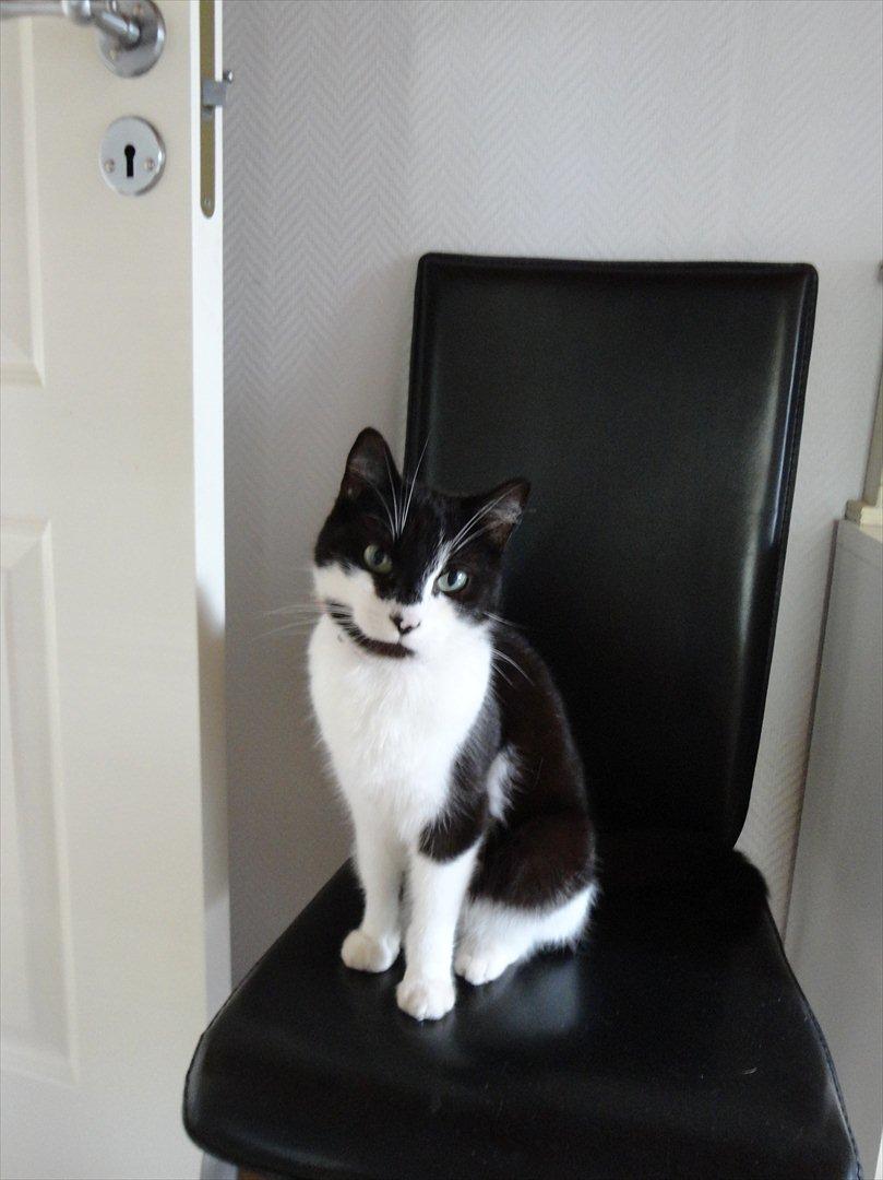 Huskat Bertha billede 10