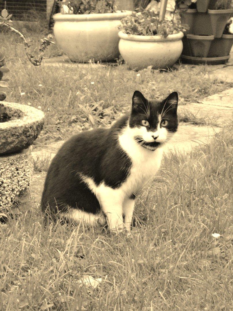 Huskat Bertha billede 11