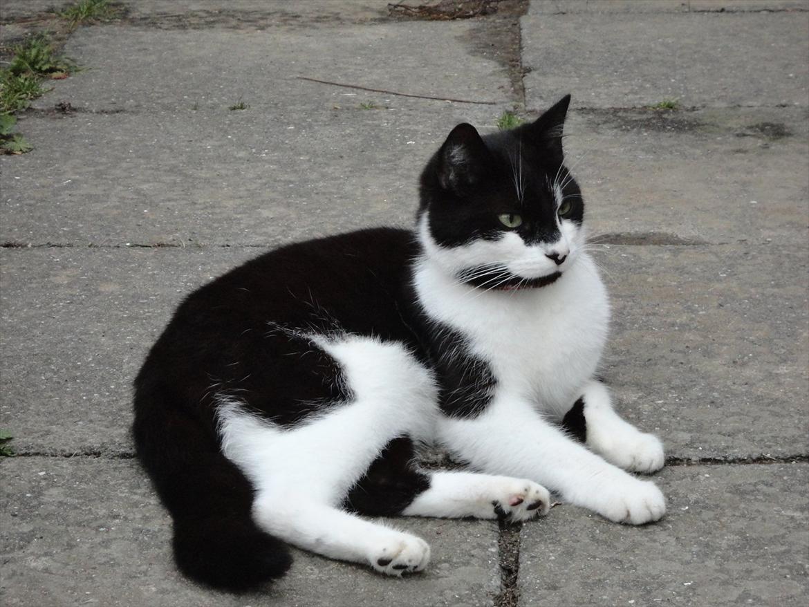 Huskat Bertha billede 12