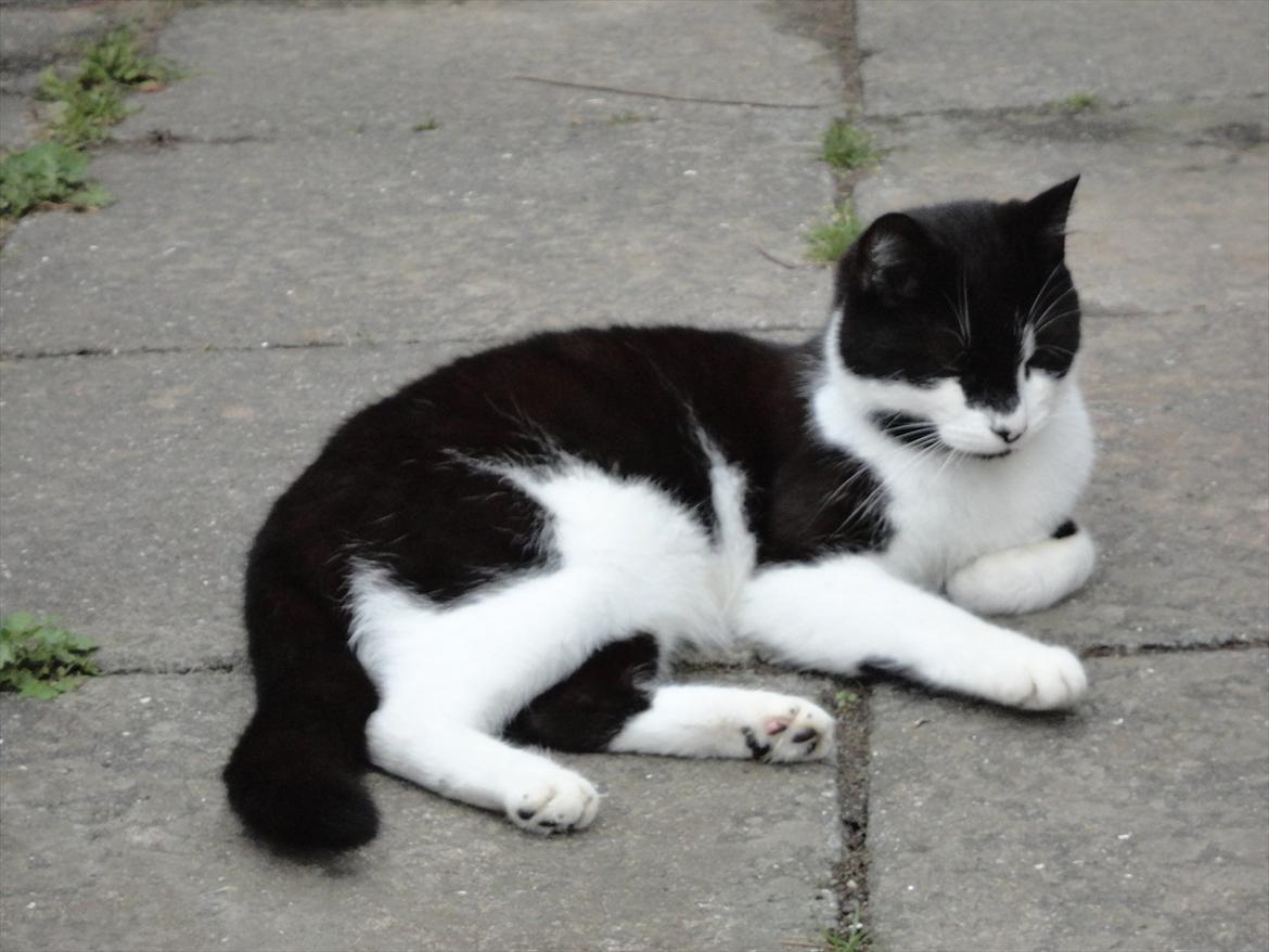 Huskat Bertha billede 13