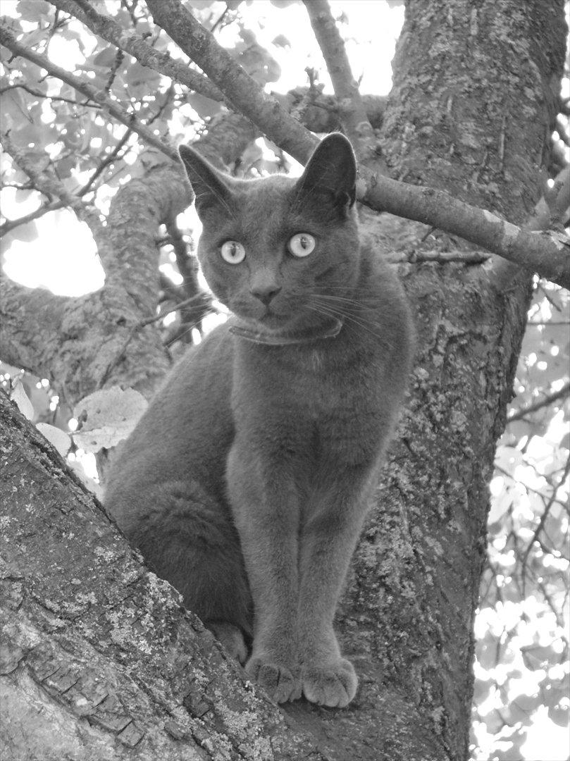 Huskat Junior billede 1