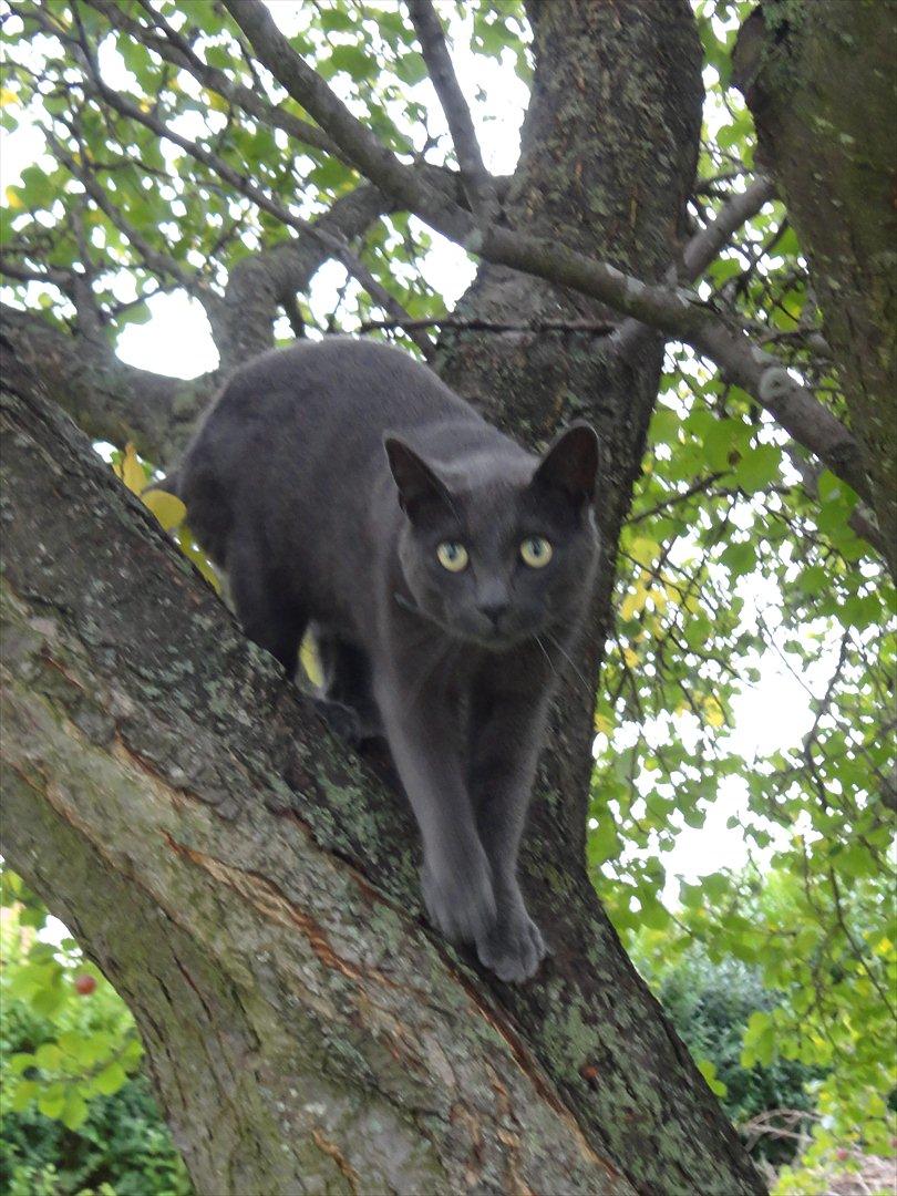 Huskat Junior billede 2