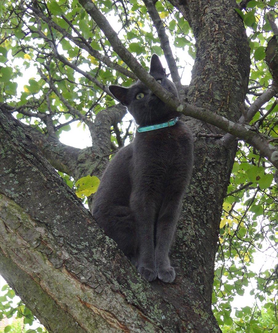 Huskat Junior billede 3