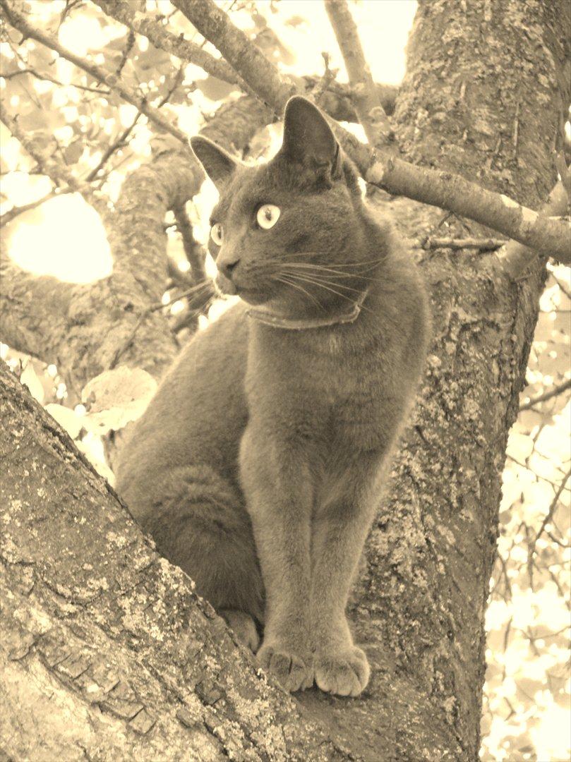 Huskat Junior billede 4