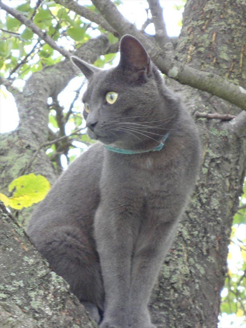 Huskat Junior billede 5