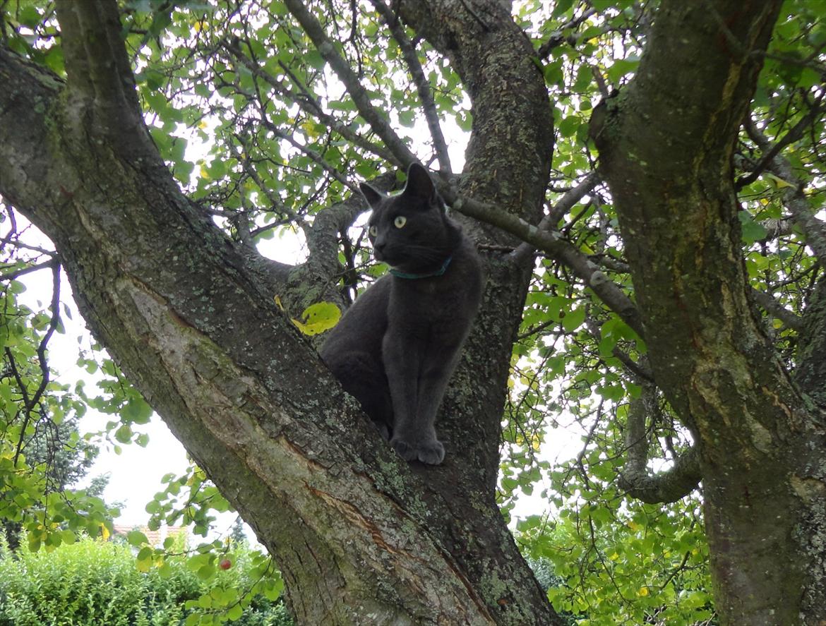 Huskat Junior billede 6