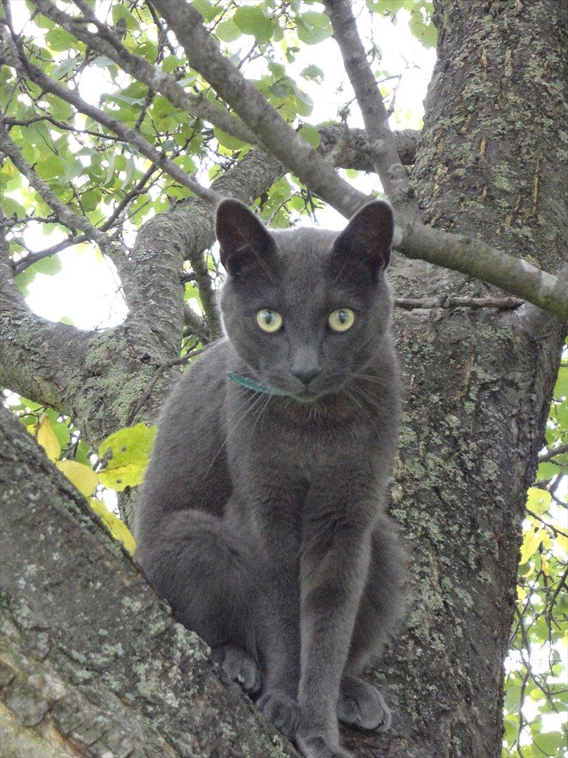 Huskat Junior billede 7