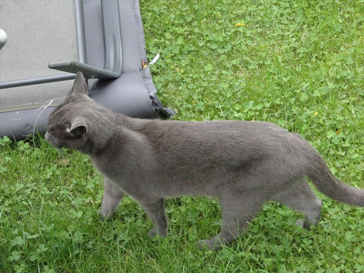 Huskat Junior billede 8