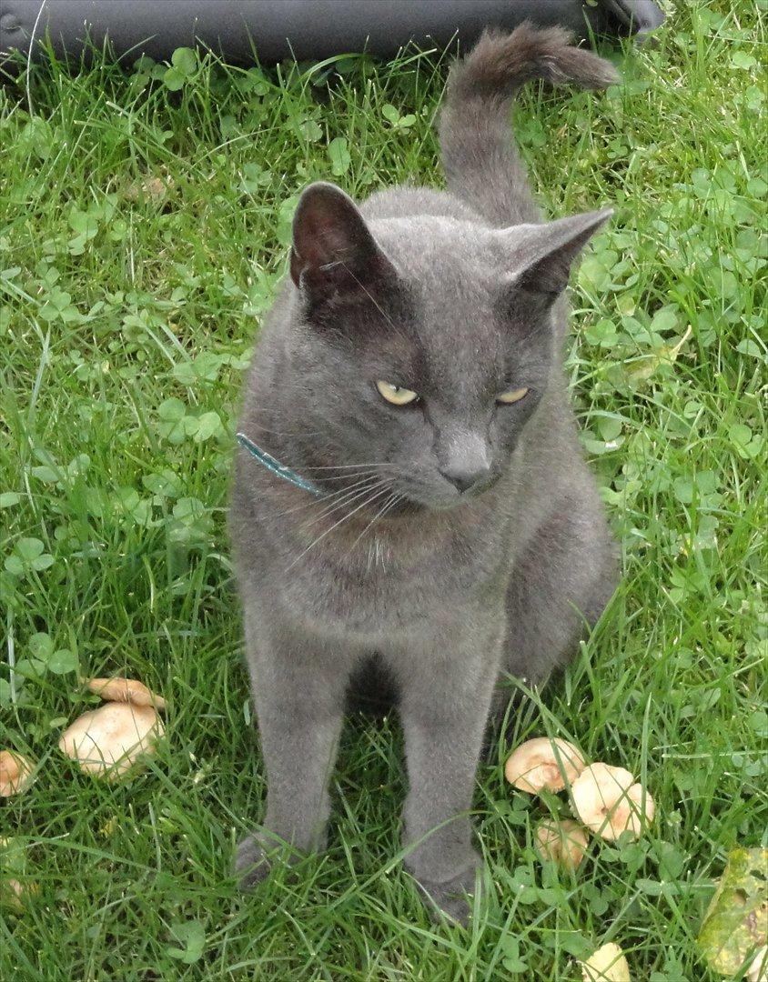 Huskat Junior billede 9