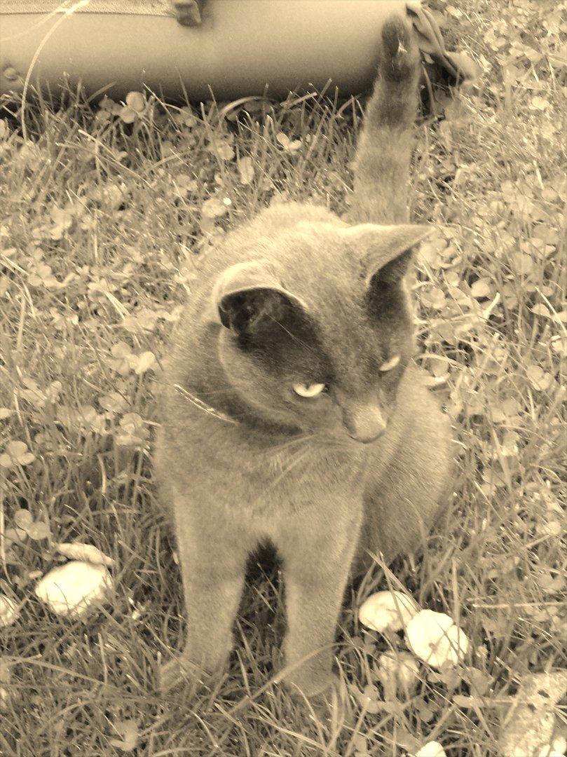 Huskat Junior billede 10