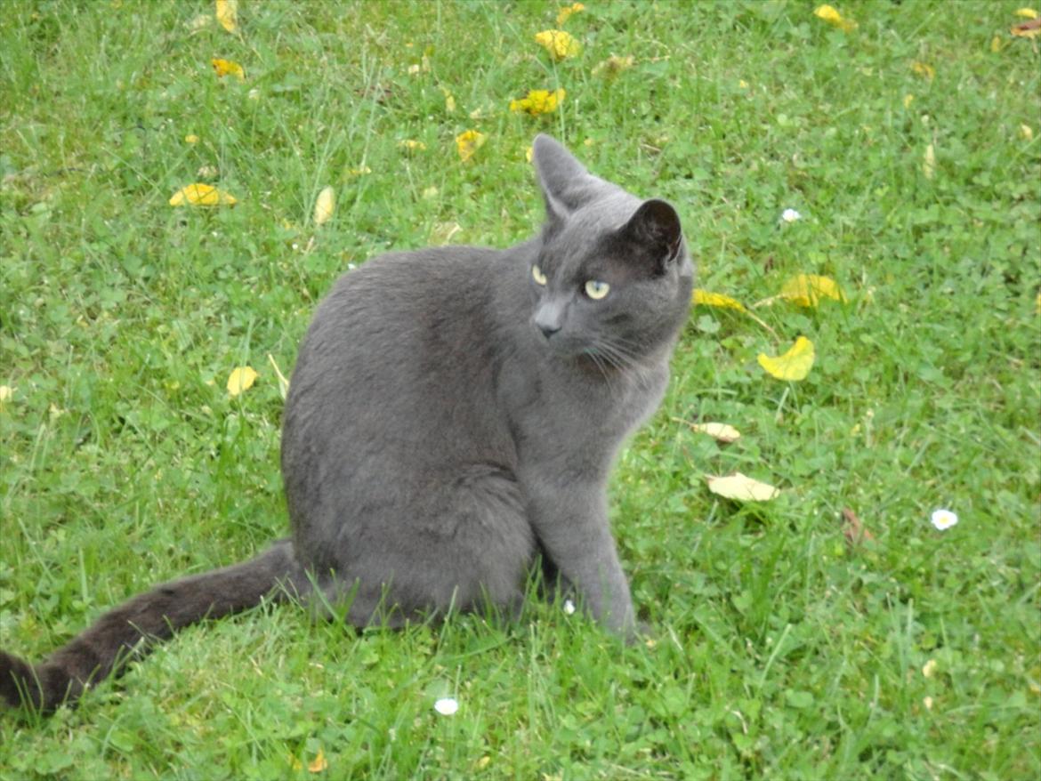 Huskat Junior billede 11