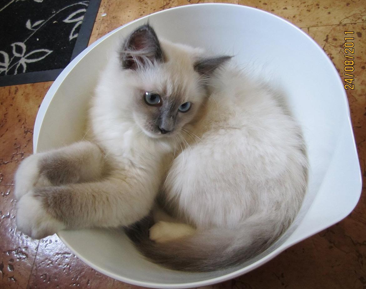 Ragdoll DK Lille Musse's Daredevil  aka Devil billede 14