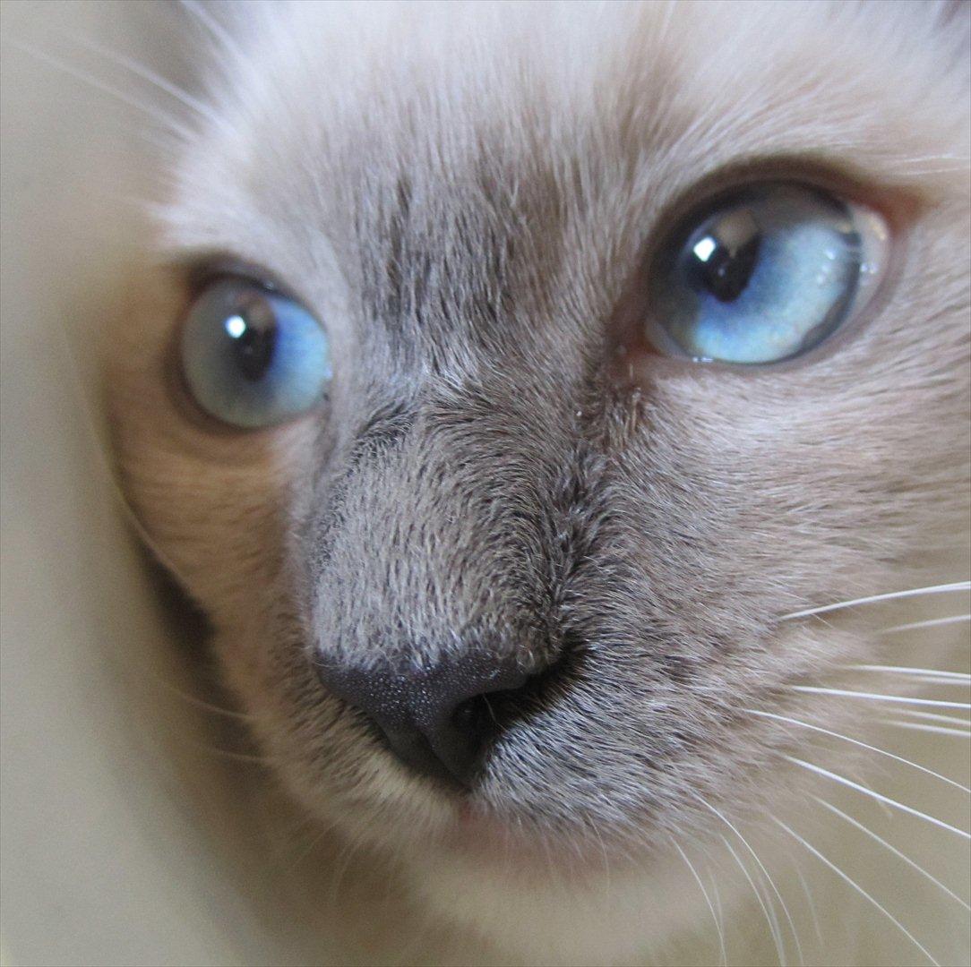 Ragdoll DK Lille Musse's Daredevil  aka Devil billede 7