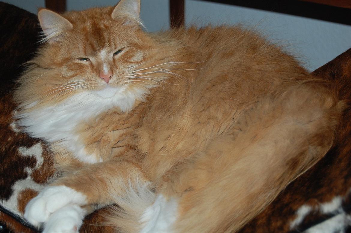 Blanding af racer Garfield billede 1