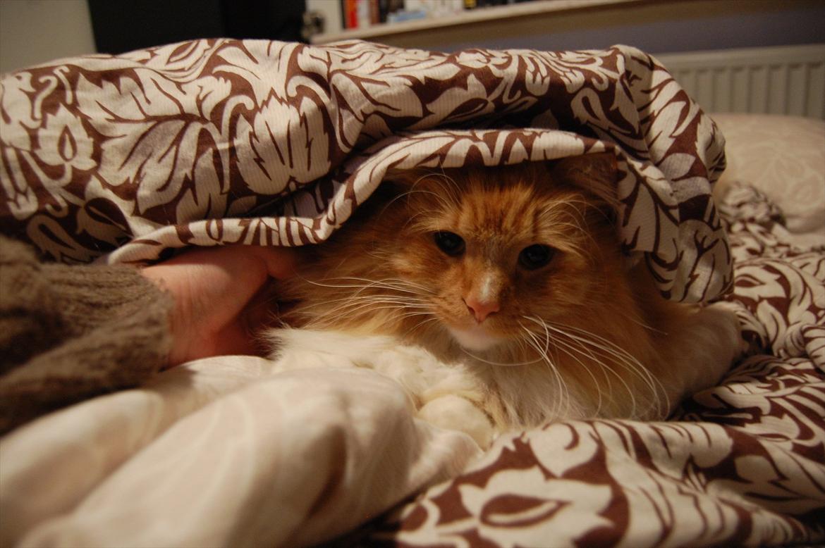 Blanding af racer Garfield billede 2