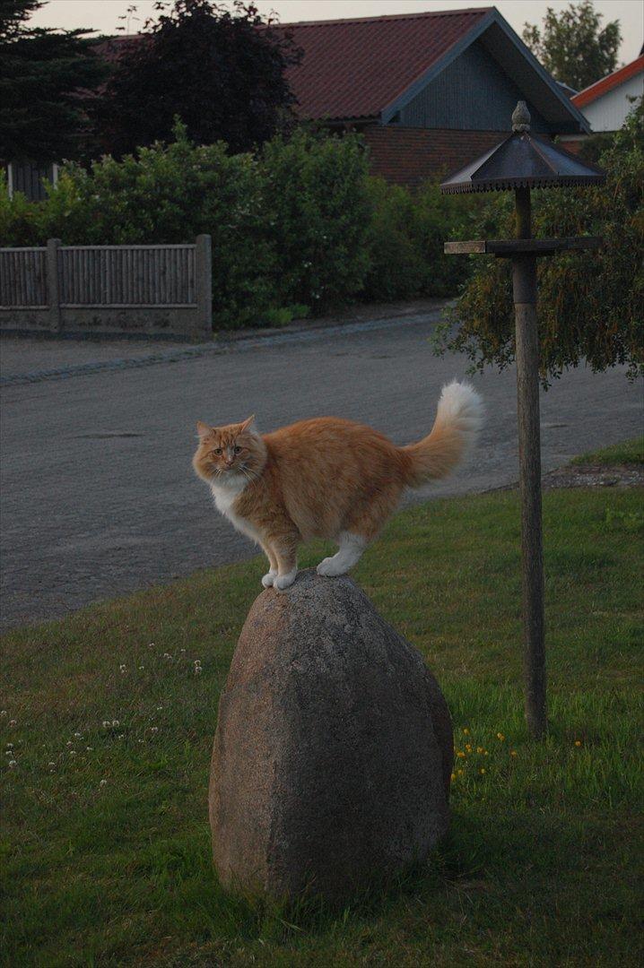 Blanding af racer Garfield billede 3