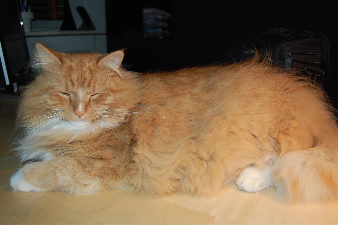 Blanding af racer Garfield billede 4