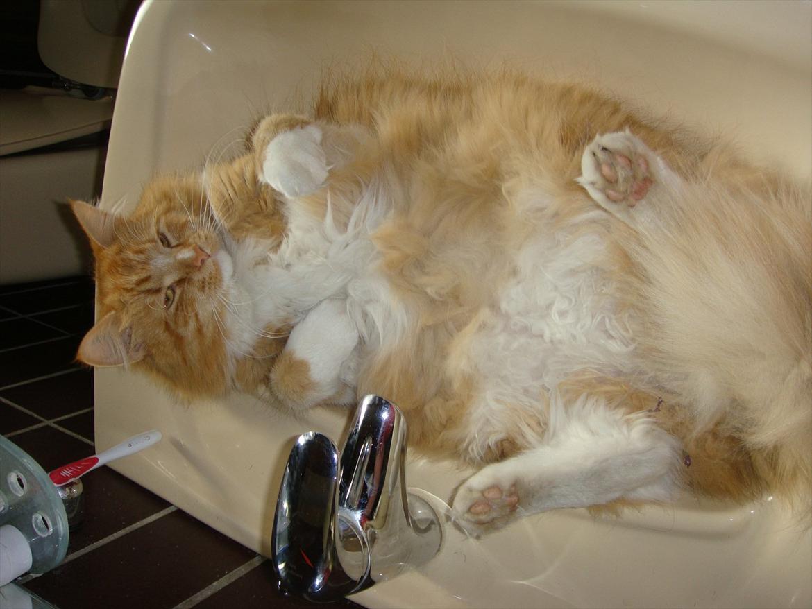 Blanding af racer Garfield billede 5