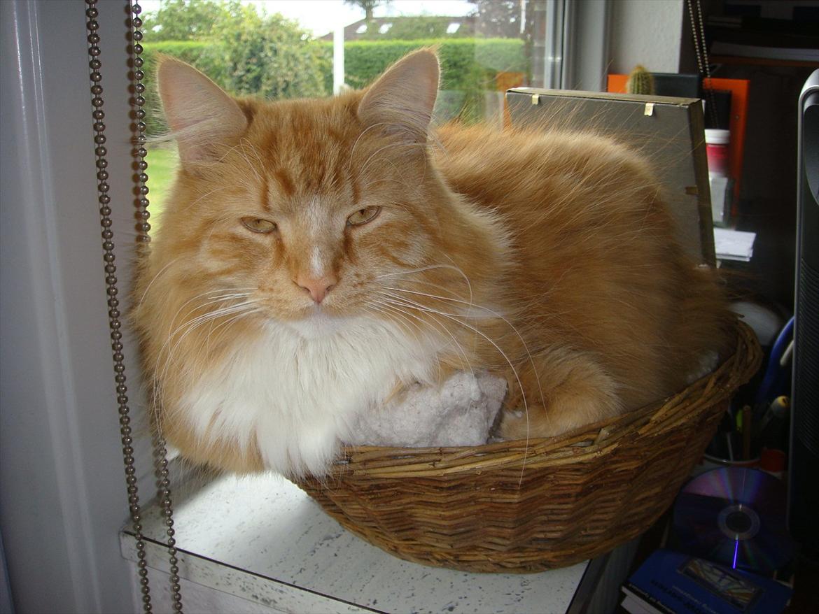 Blanding af racer Garfield billede 6