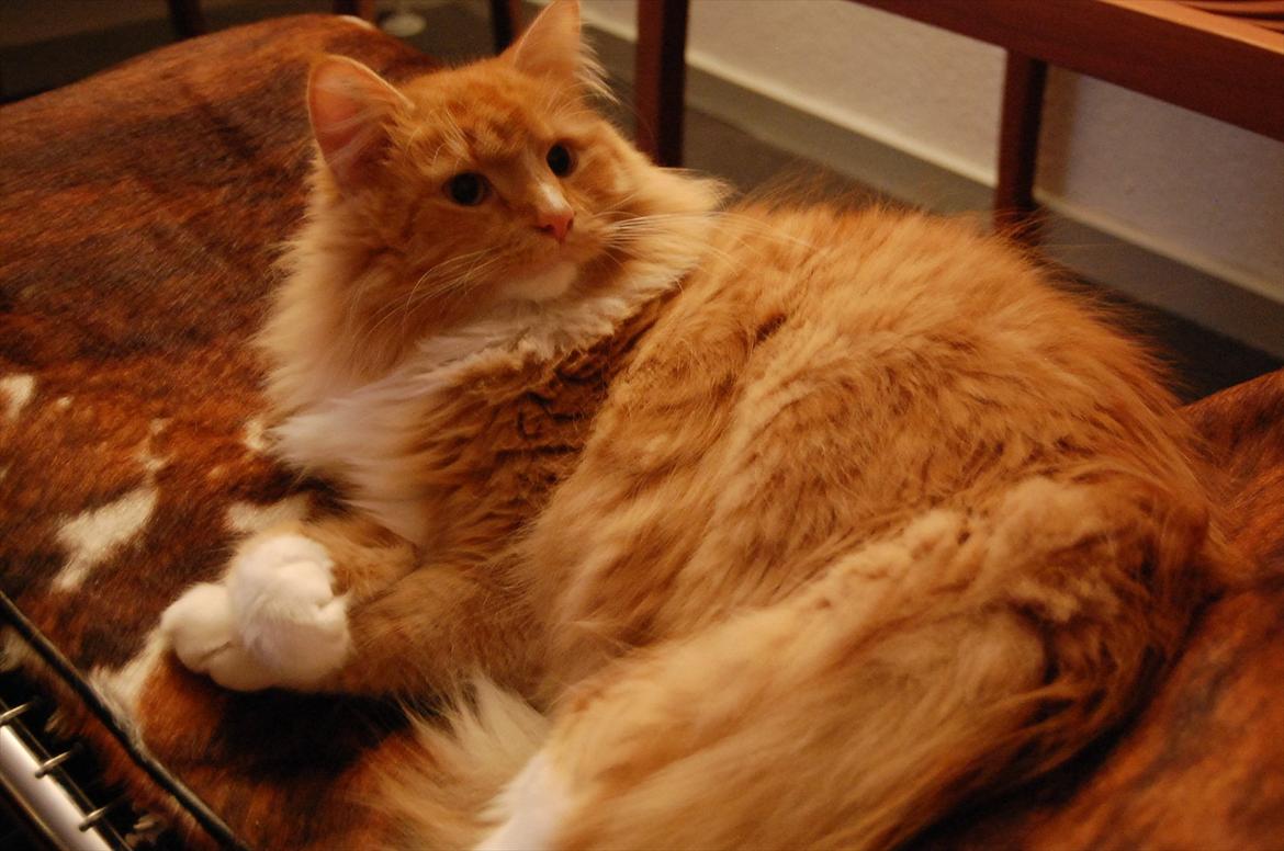 Blanding af racer Garfield billede 7