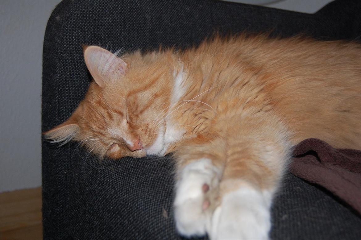 Blanding af racer Garfield billede 8