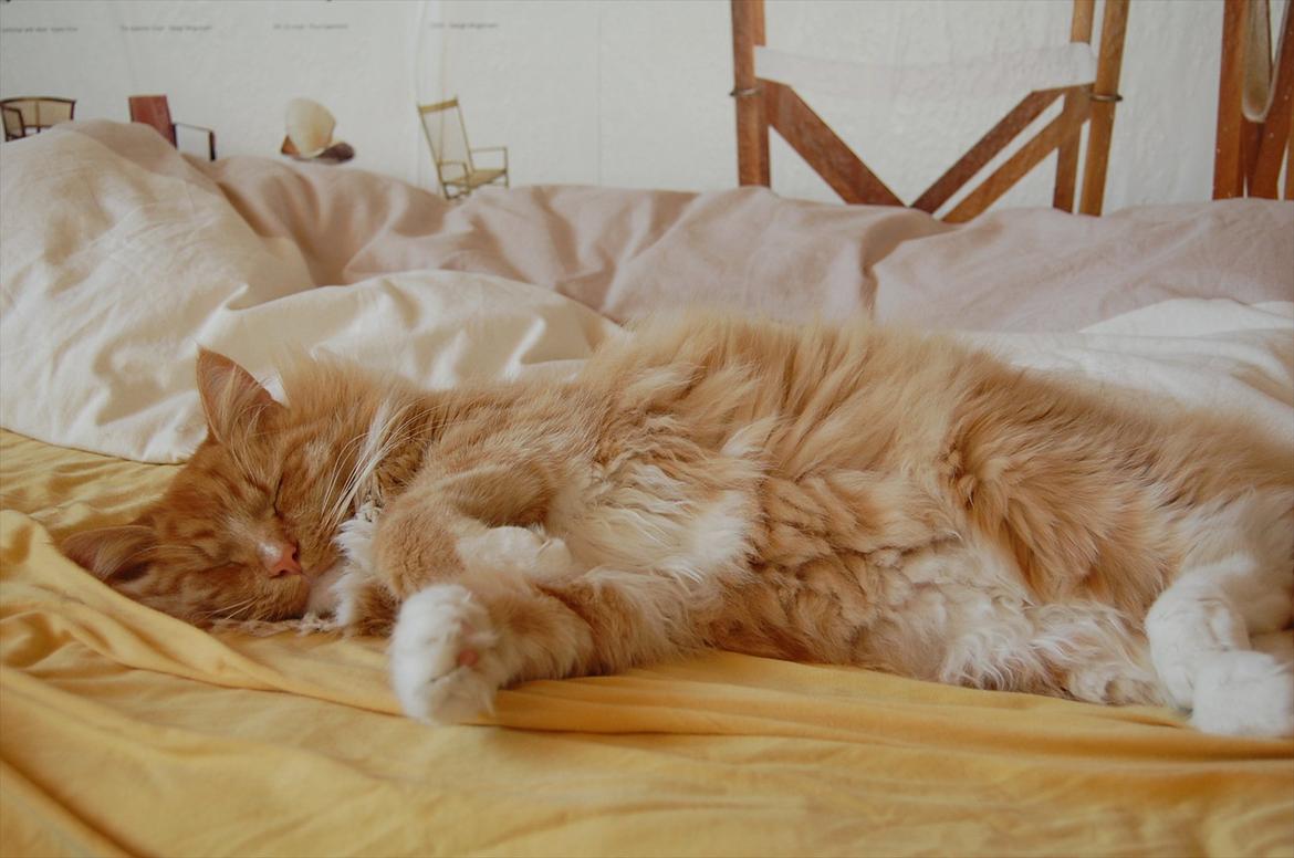 Blanding af racer Garfield billede 9