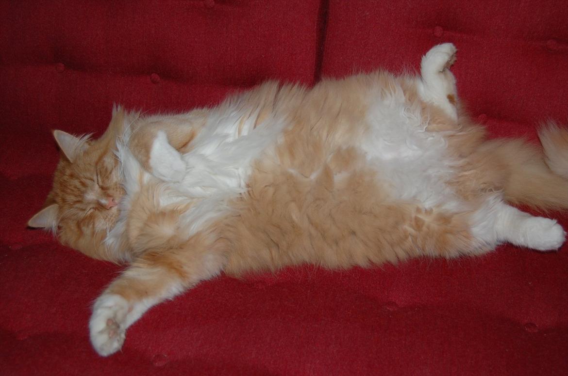 Blanding af racer Garfield billede 10