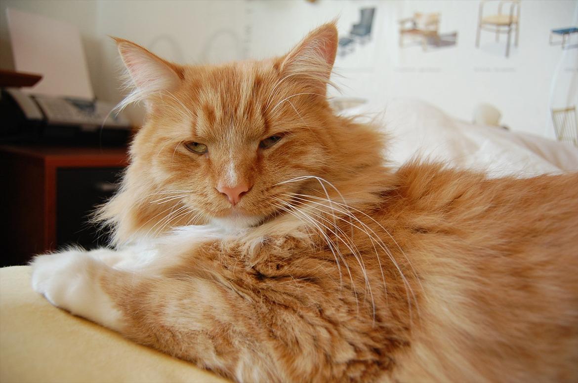 Blanding af racer Garfield billede 11