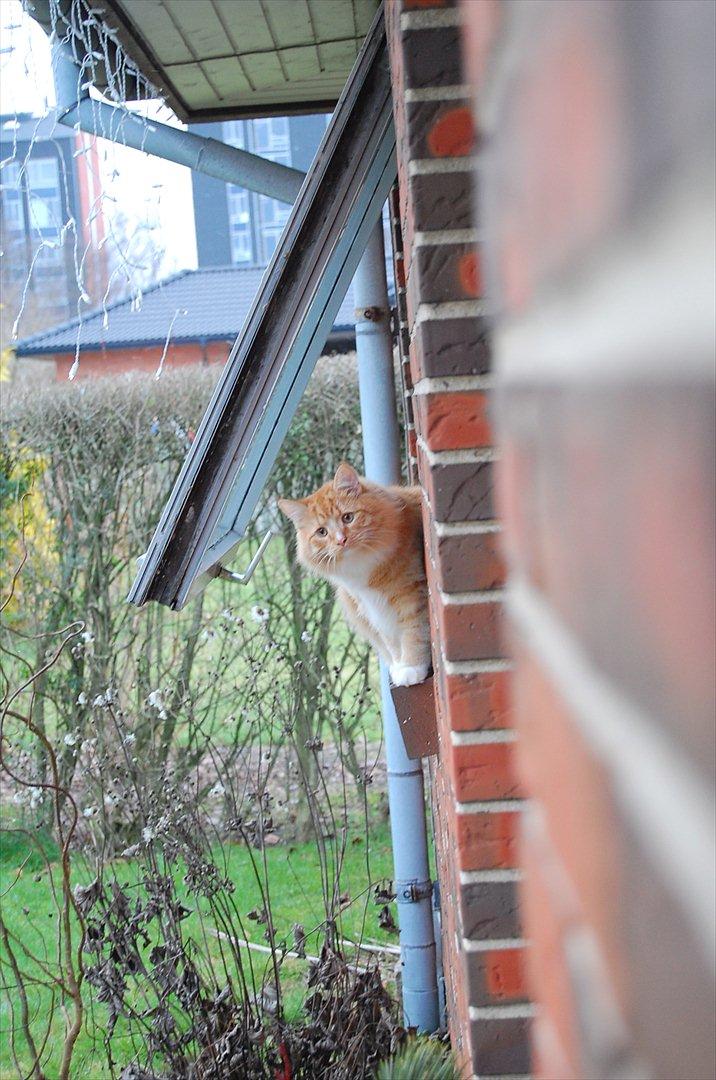 Blanding af racer Garfield billede 12