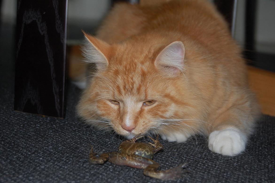 Blanding af racer Garfield billede 13