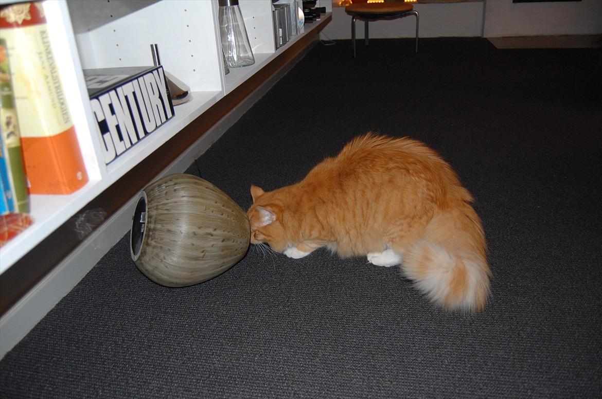 Blanding af racer Garfield billede 14