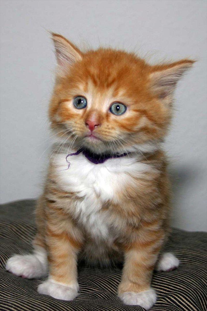 Blanding af racer Garfield billede 19