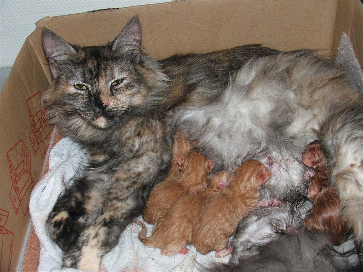 Blanding af racer Garfield billede 20