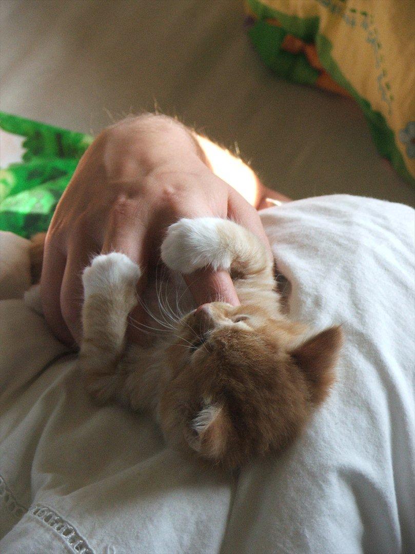 Blanding af racer Garfield billede 15