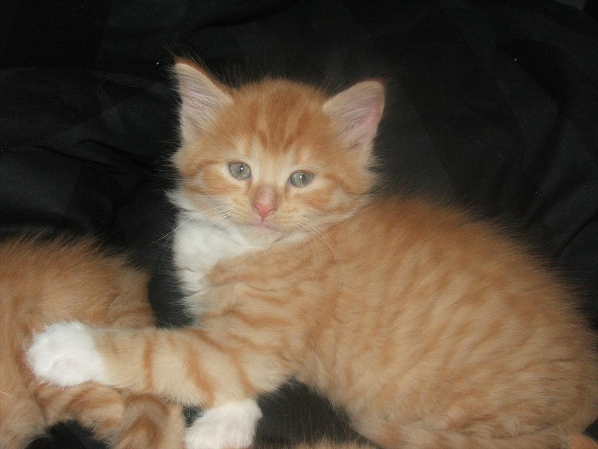 Blanding af racer Garfield billede 16