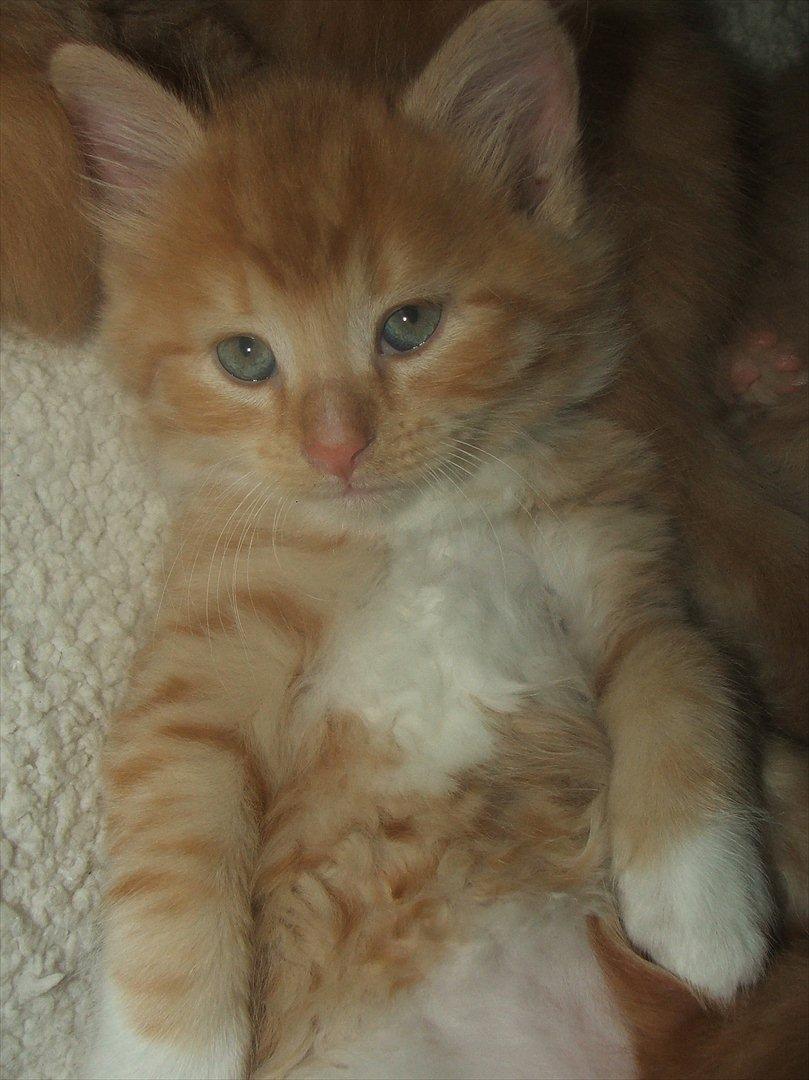 Blanding af racer Garfield billede 18