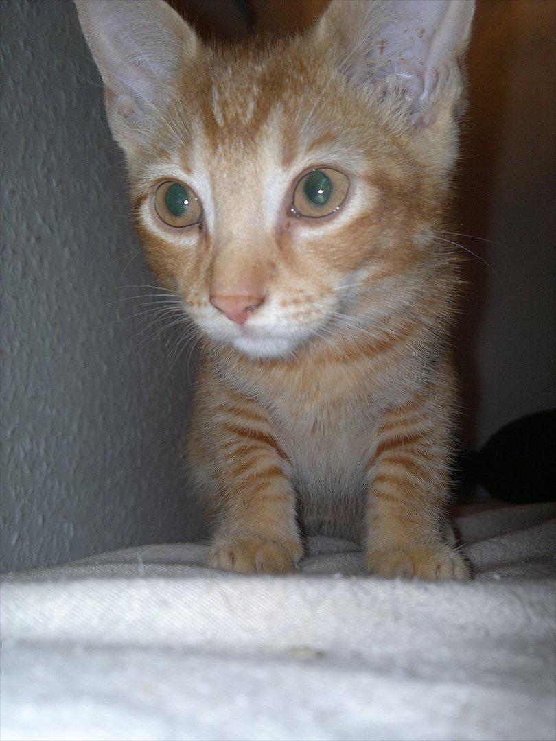 Blanding af racer Pippi billede 5