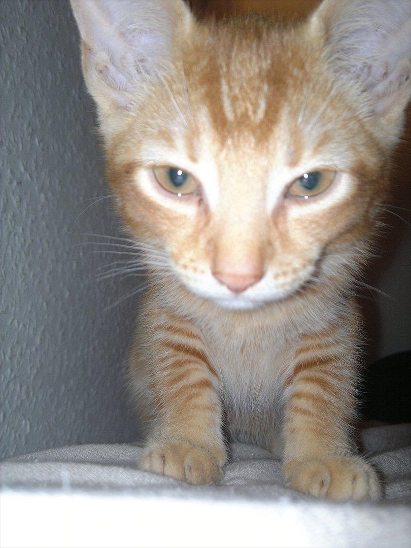 Blanding af racer Pippi billede 6