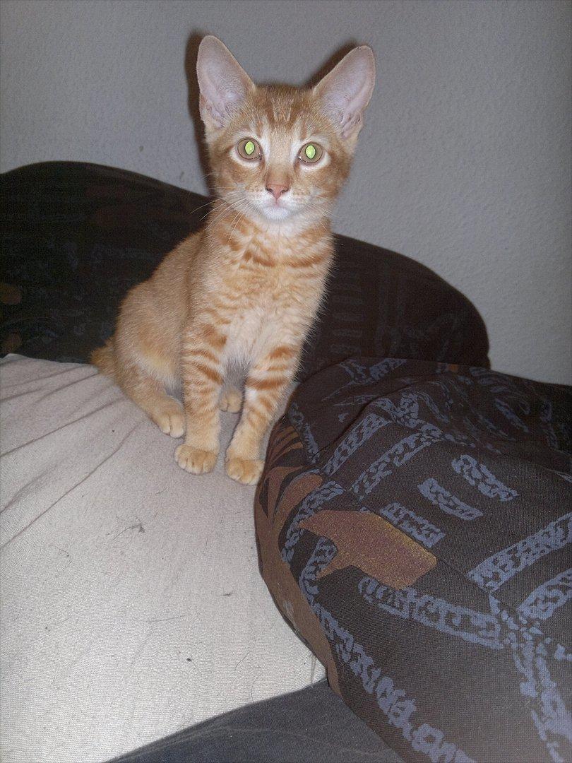 Blanding af racer Pippi billede 1