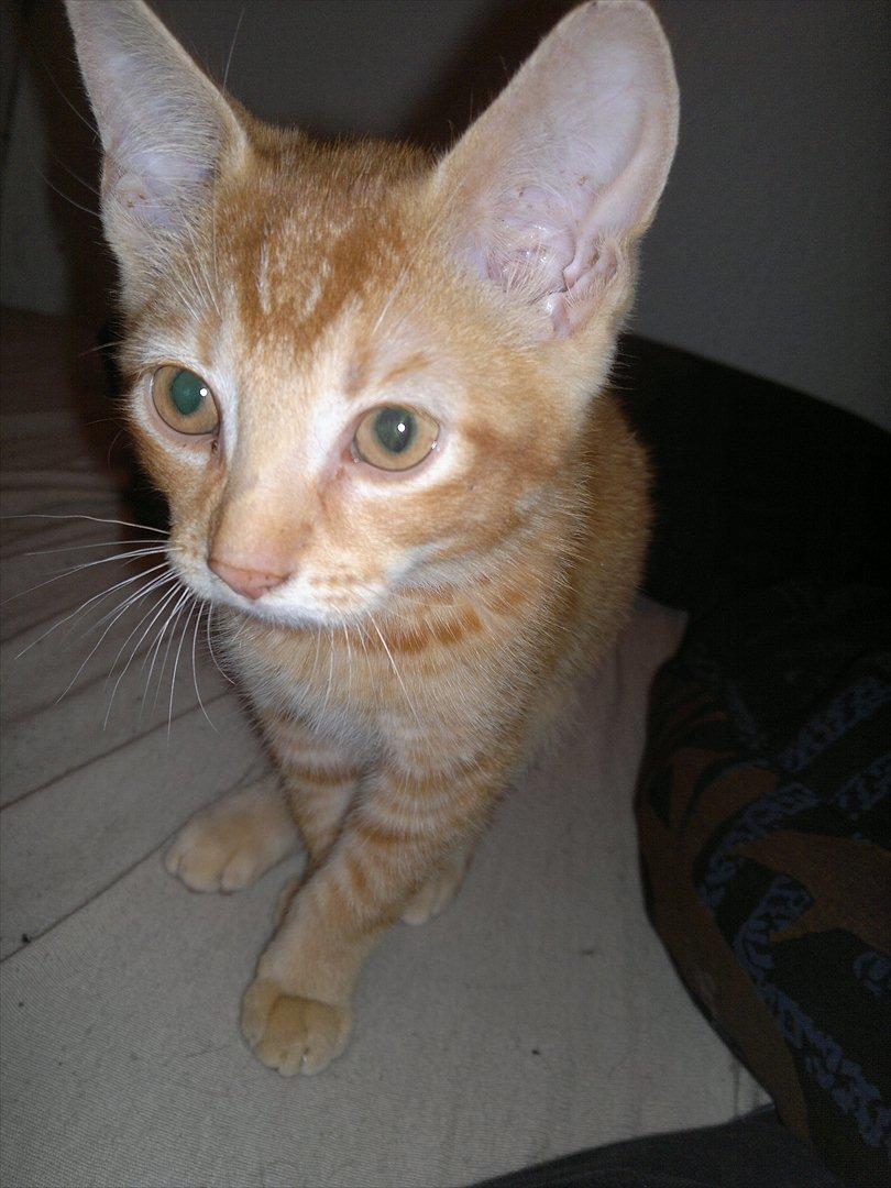 Blanding af racer Pippi billede 7