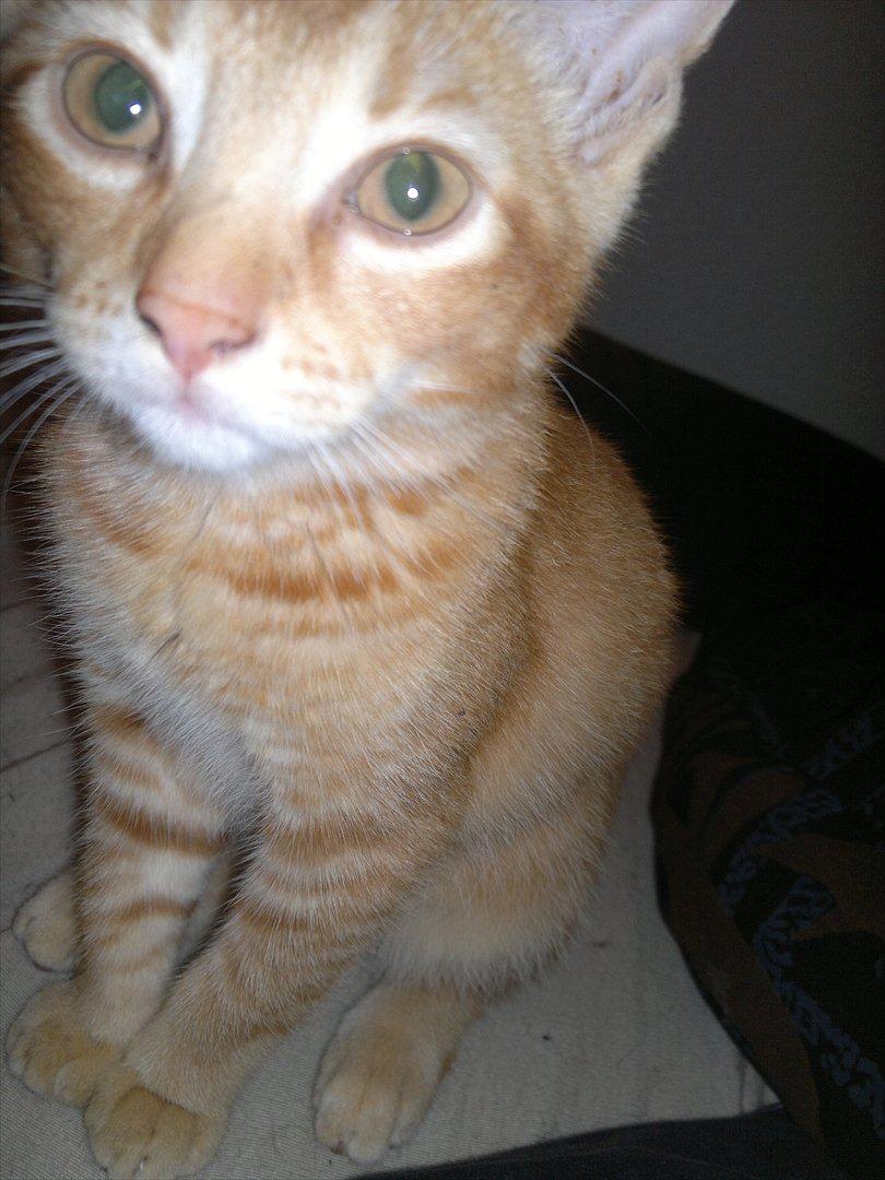 Blanding af racer Pippi billede 8