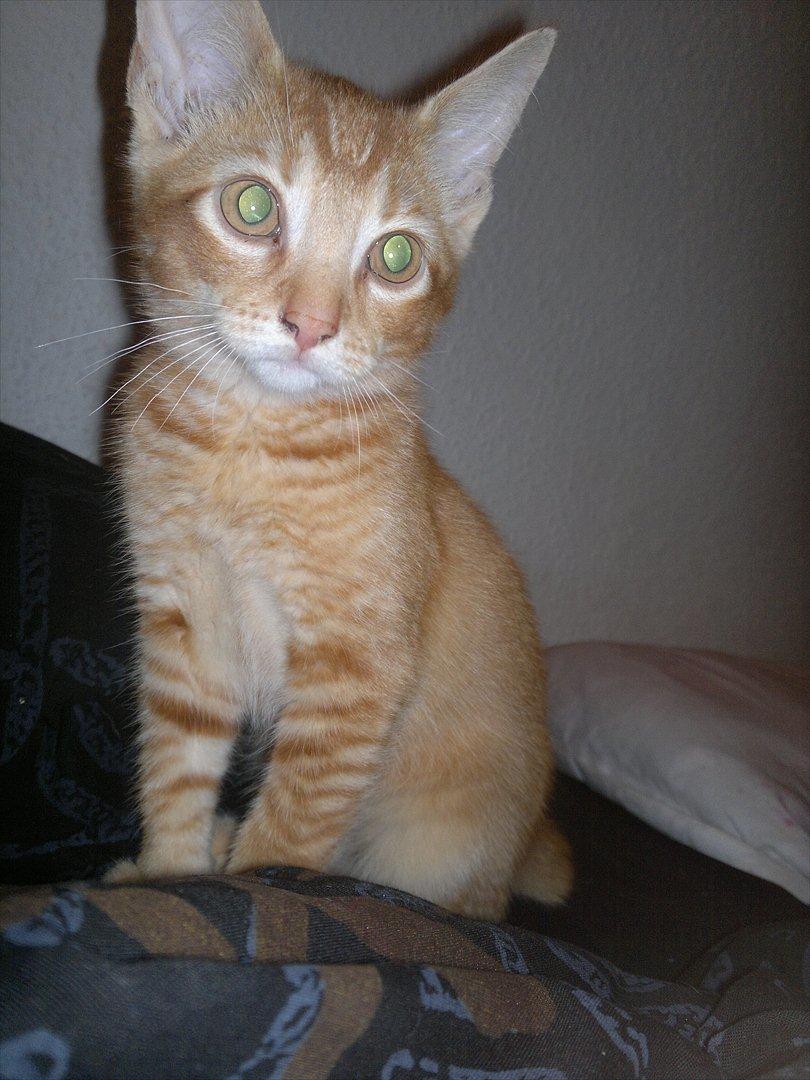 Blanding af racer Pippi billede 2