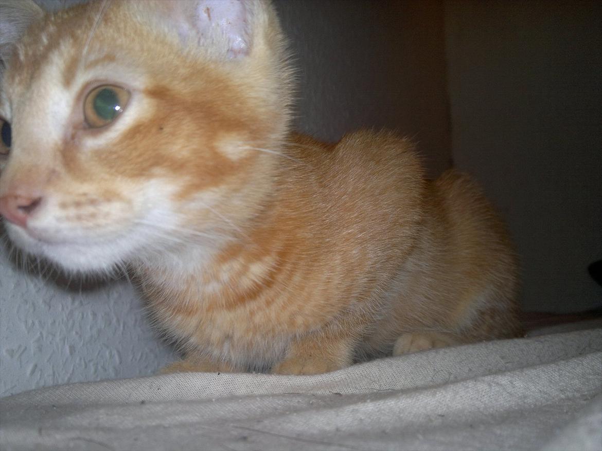 Blanding af racer Pippi billede 9