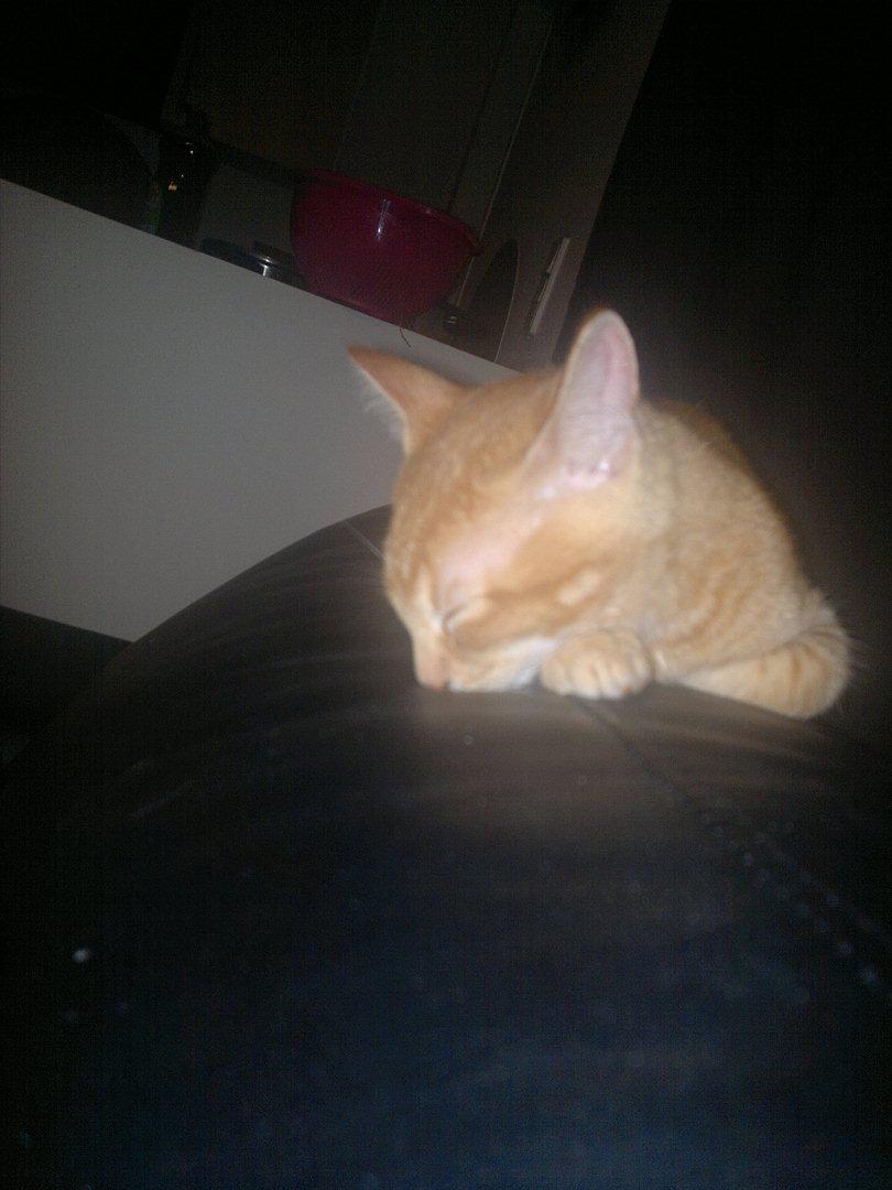 Blanding af racer Pippi billede 10