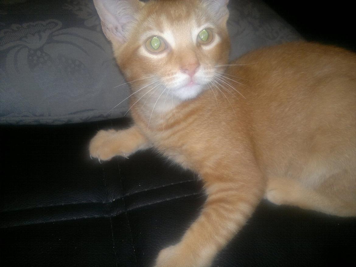 Blanding af racer Pippi billede 11