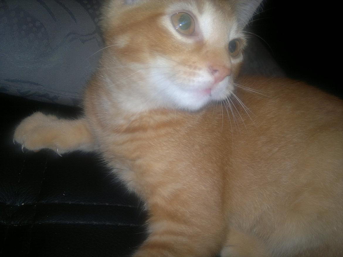 Blanding af racer Pippi billede 12